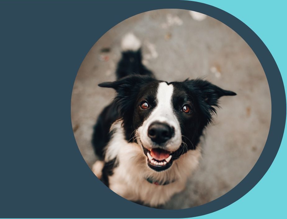 A happy dog